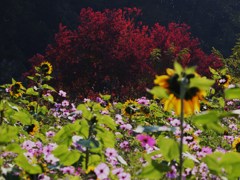 向日葵の紅葉狩り