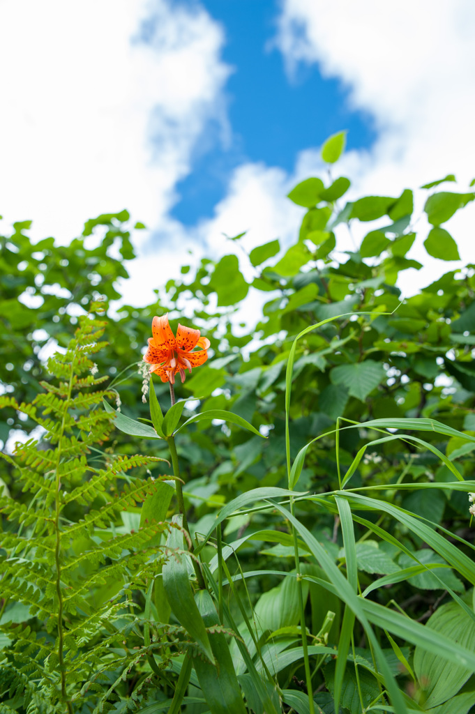 ユリの花