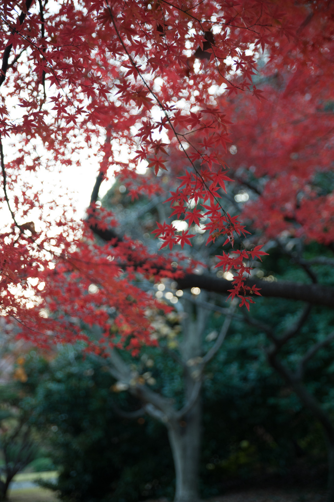 Gyoen4