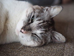ｓ４