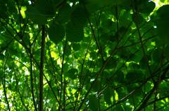 maruimidori