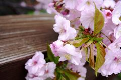 sakura