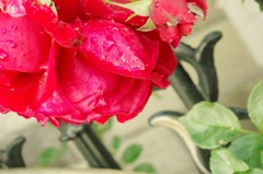 rose
