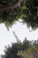 Ma