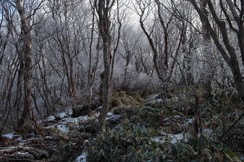 黒檜山で薄霧氷