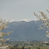 桜×岳（常念岳）