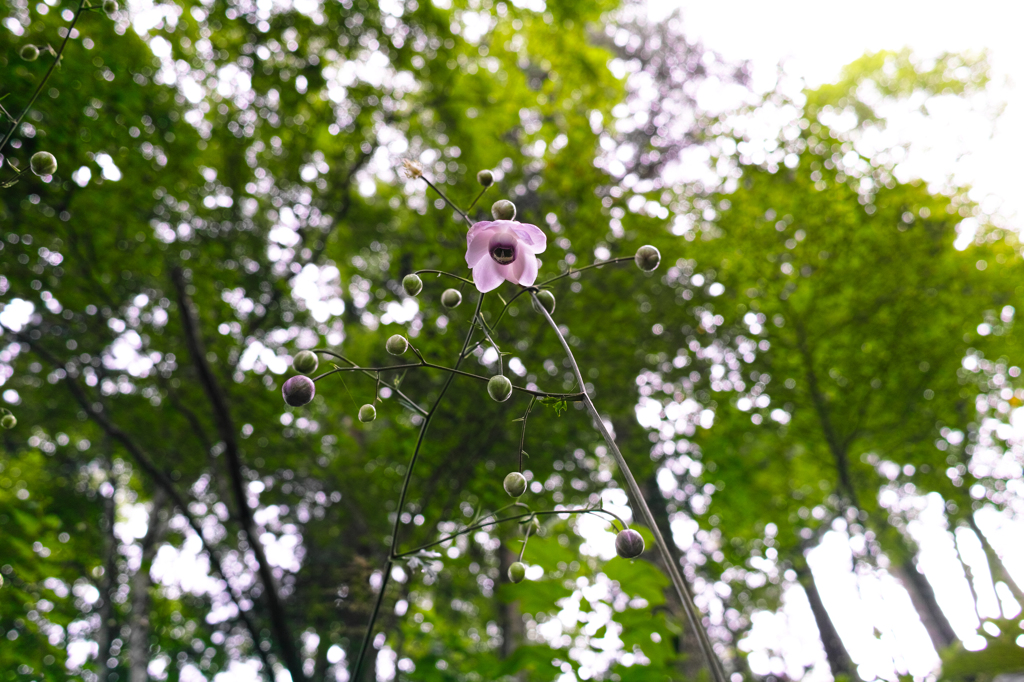 御岳山 レンゲショウマ ～櫓～