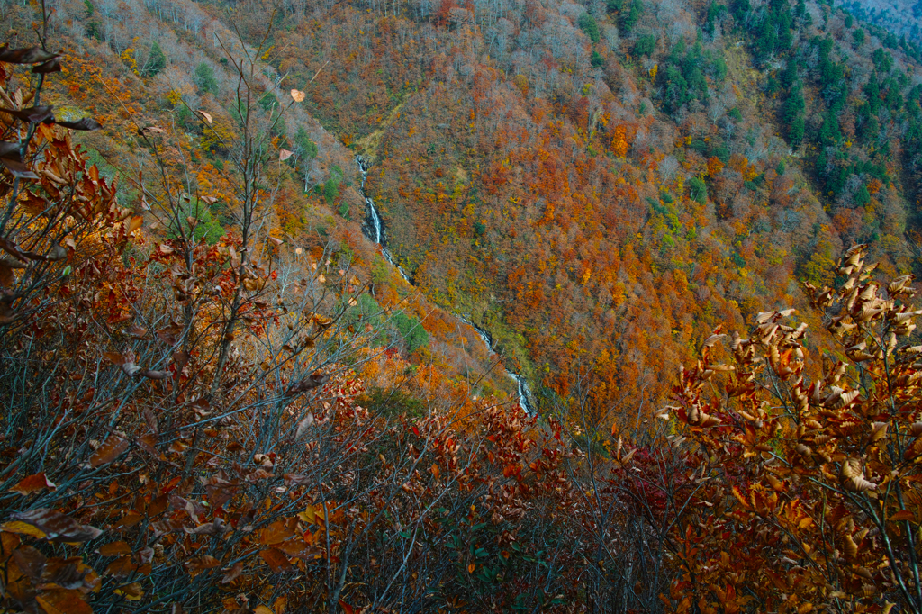 覗く紅葉（白毛門沢）