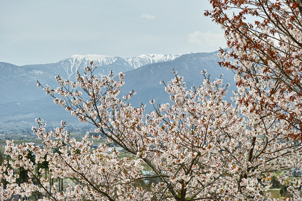 桜×岳（大滝山・蝶ヶ岳）