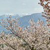 桜×岳（大滝山・蝶ヶ岳）