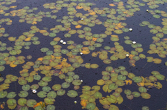 ヒツジグサは雨の尾瀬の池塘に浮かぶ