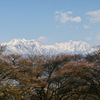 桜早々～爺ヶ岳・鹿島槍ヶ岳～
