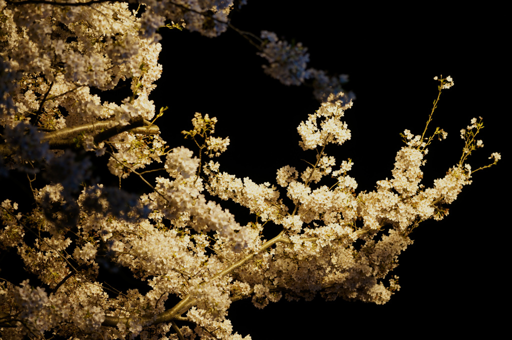 桜2015（常盤平・夜）