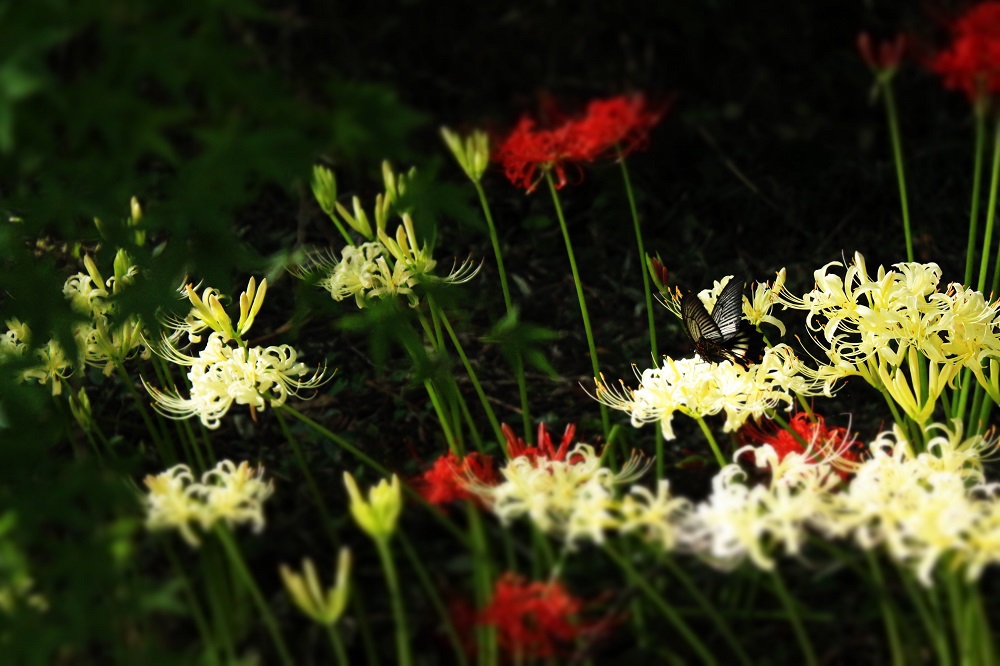 曼珠沙華と、