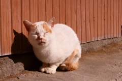 はなたれねこくん