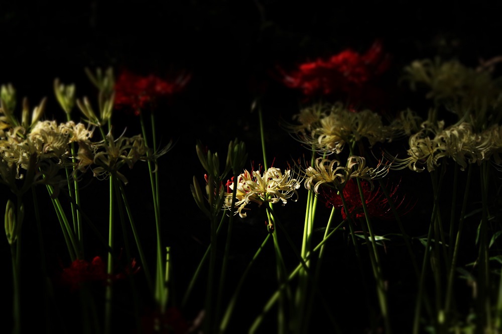曼珠沙華