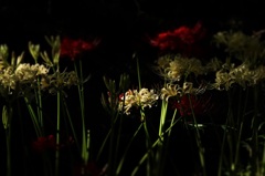 曼珠沙華