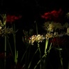 曼珠沙華