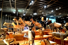 動物大集合