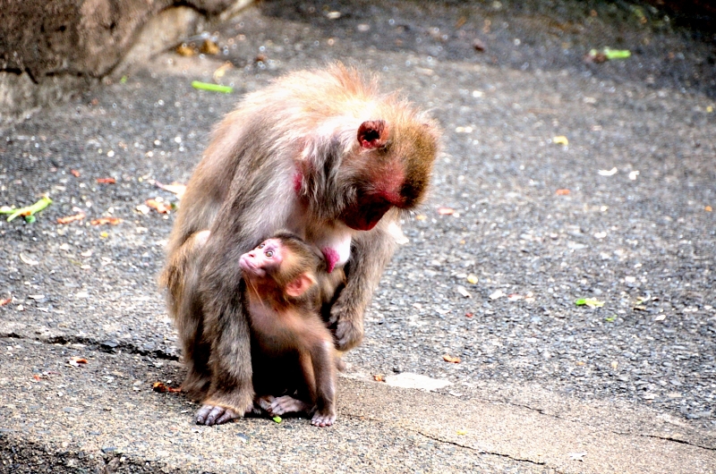 子は何をオモウ