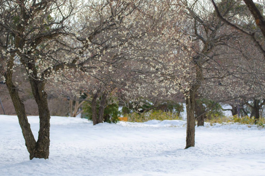 雪見観梅