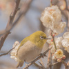 和みます。
