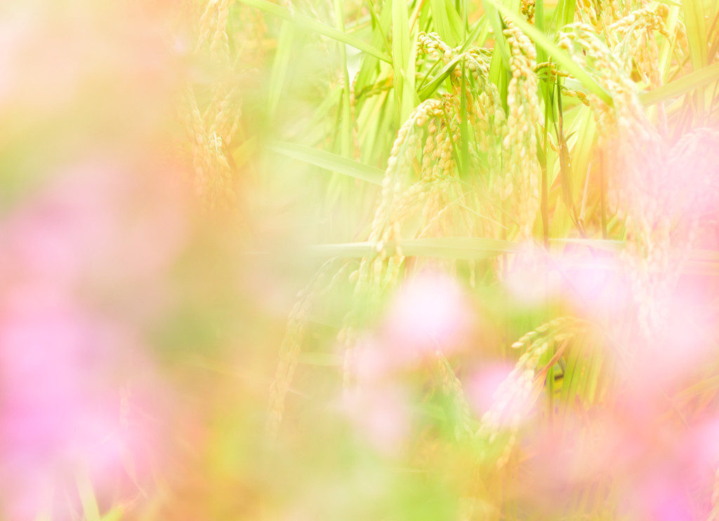 棚田に咲いた花