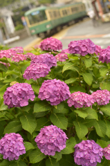 紫陽花物語