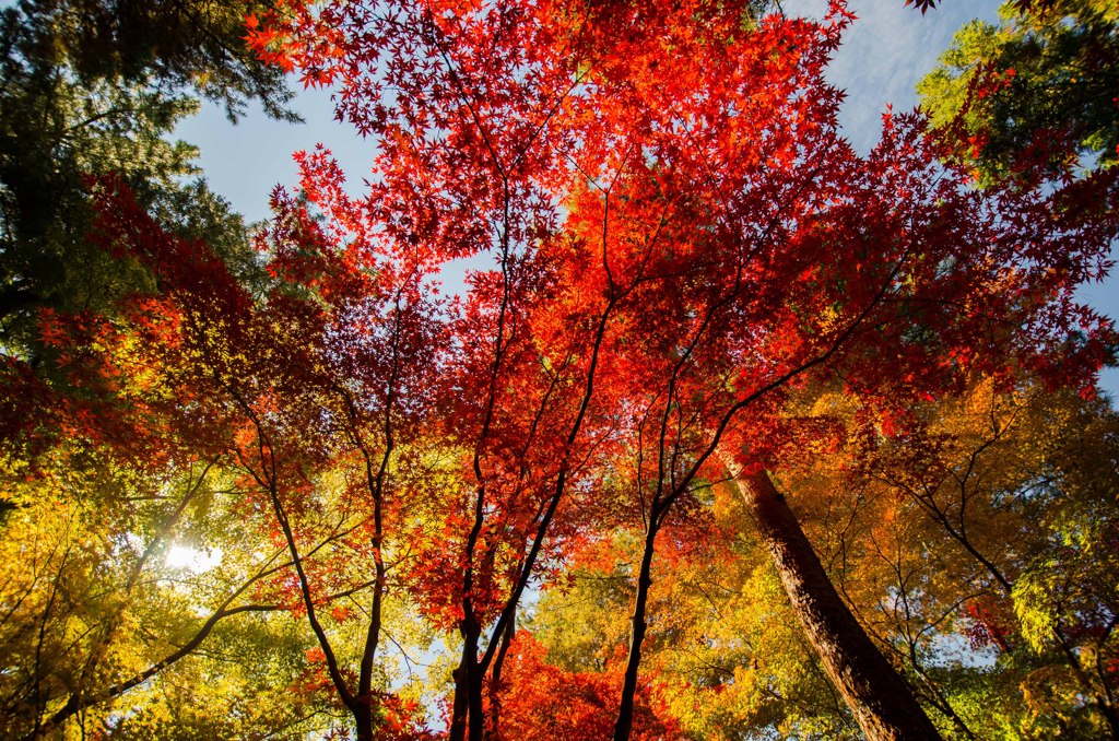 脈動する紅葉