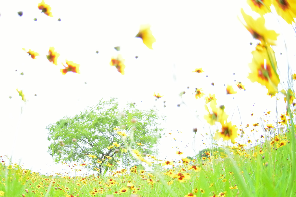 夢の中で見た景色