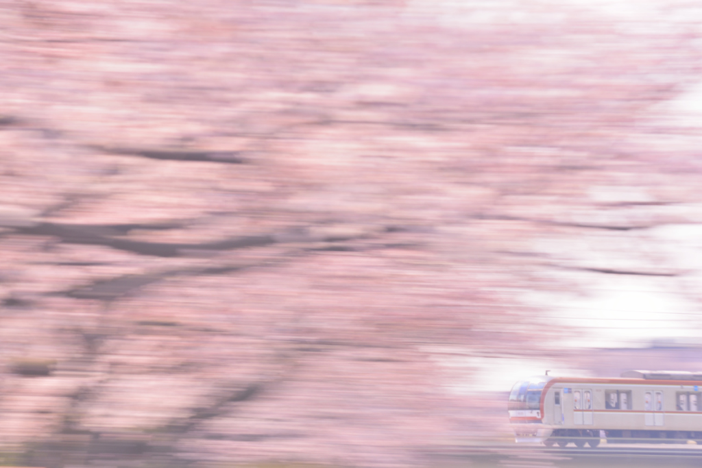 桜流し