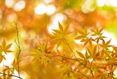 6月と言えば紅葉ですな②