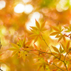 6月と言えば紅葉ですな②