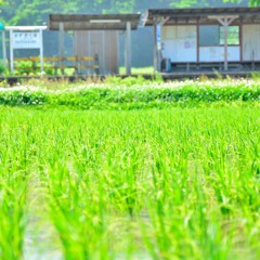 田植え