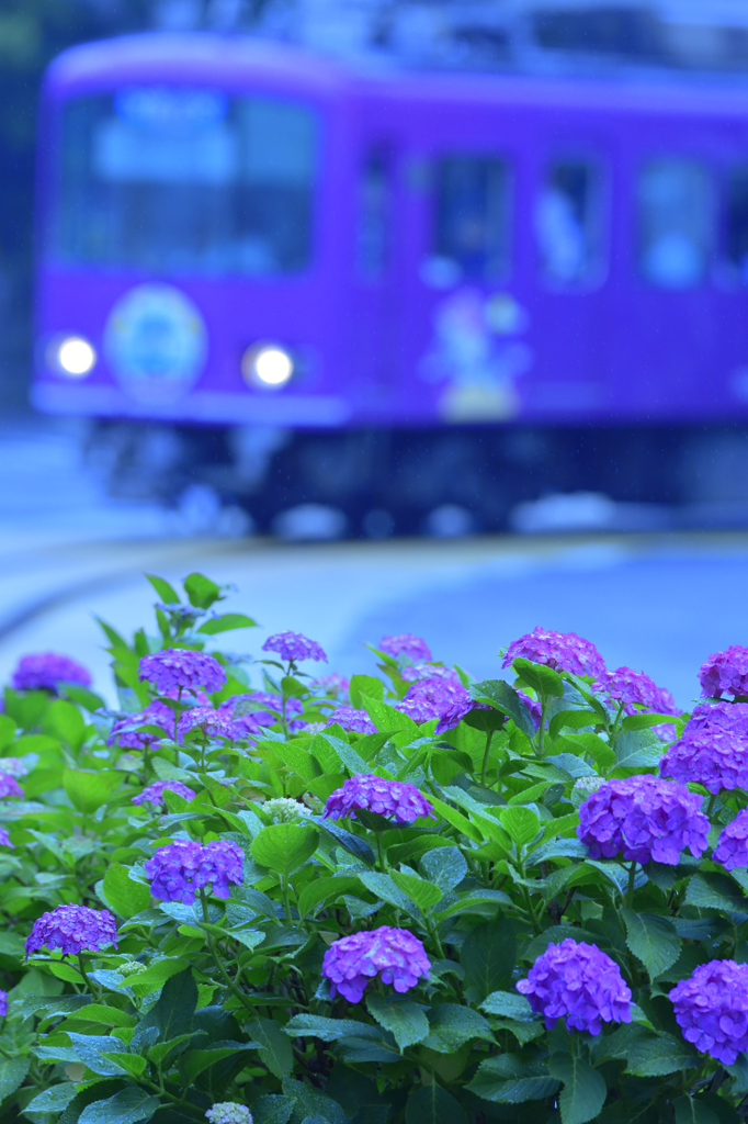 あじ電カラーきたっ