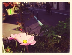 cat-street 2