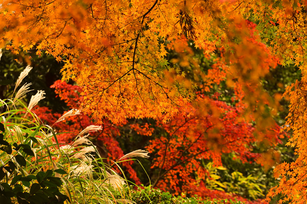 紅葉×ススキ