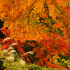 紅葉×ススキ