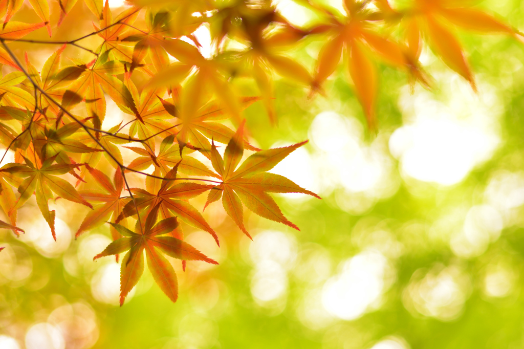 6月と言えば紅葉ですな