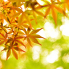 6月と言えば紅葉ですな