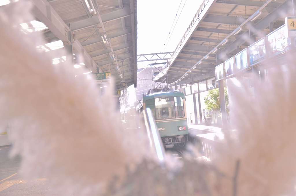 手前のススキさん