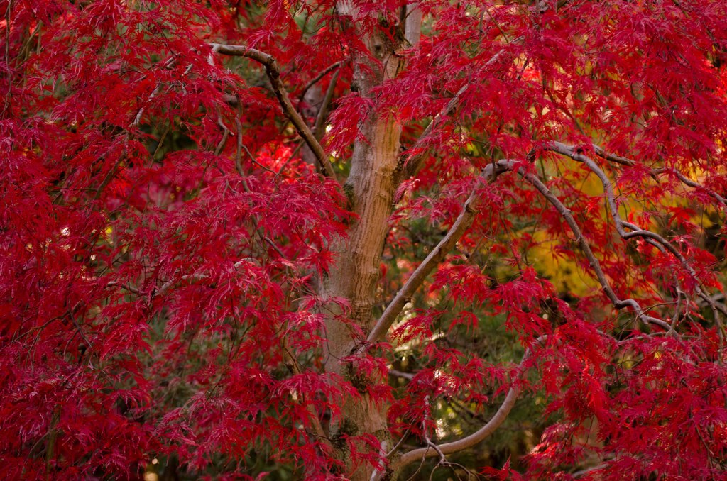 紅11点