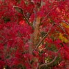 紅11点