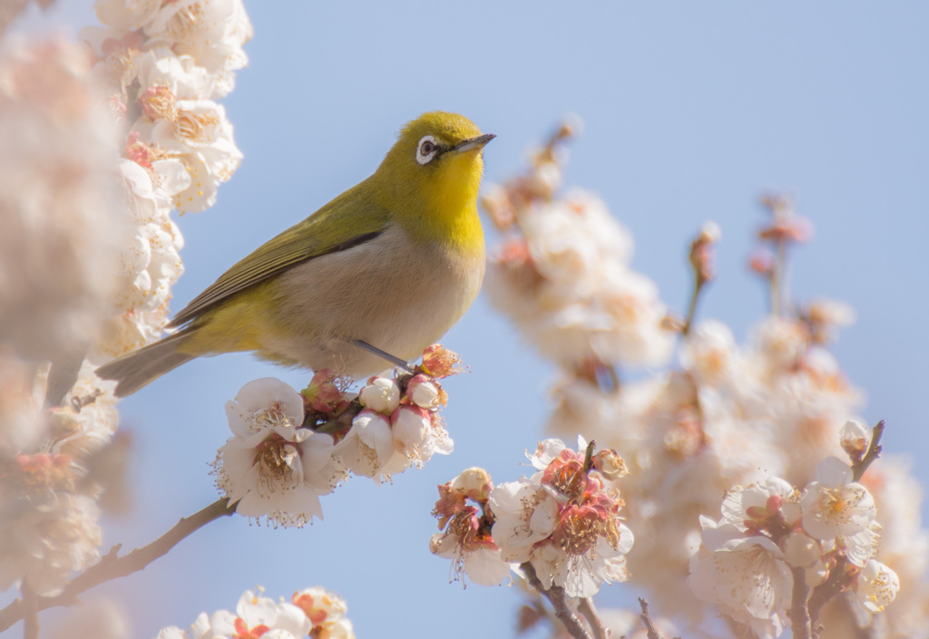 春をありがとう