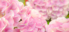 紫陽花