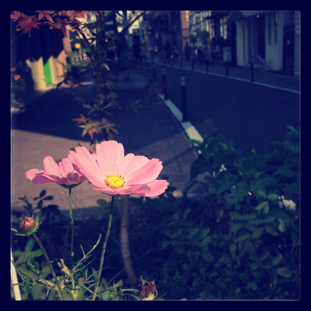 cat-street
