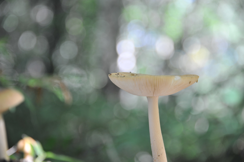 長峰山のきのこ