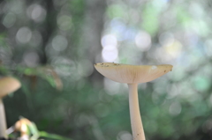 長峰山のきのこ