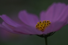 秋桜