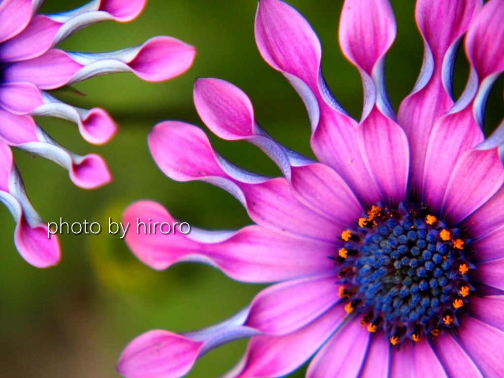 オステオスペルナム